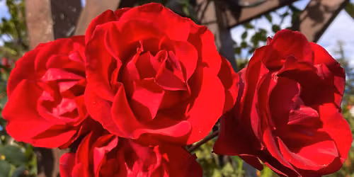 Mother's Day Musical Garden Tour