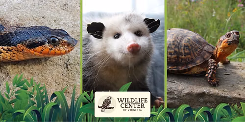 Wildlife Center of Virginia