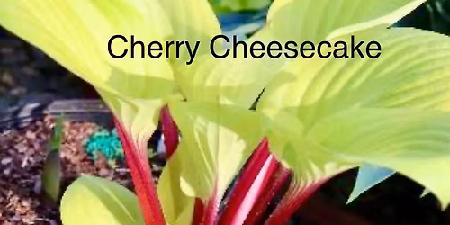 Spring Hosta Sale opening