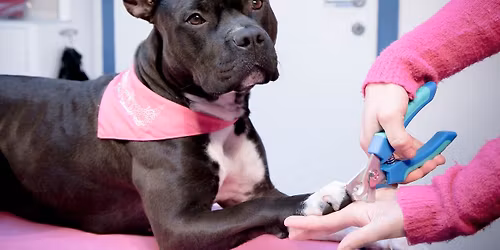 Medical Training f\u00fcr Hunde