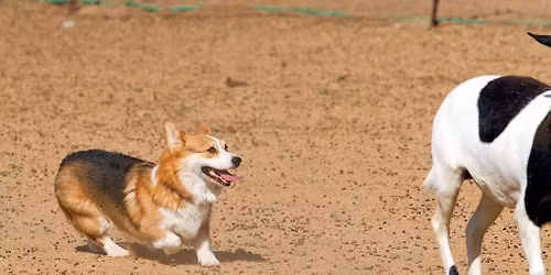 2026 PWCCSC HERDING INSTINCT TEST