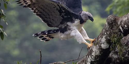 Harpy Eagle Nest Expedition 