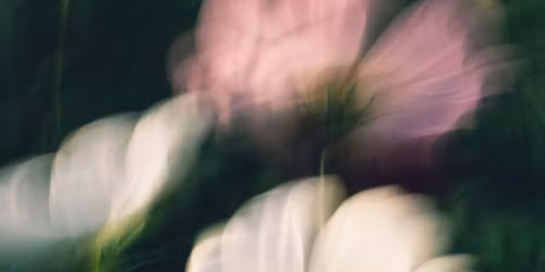 Birchwood Summer Party