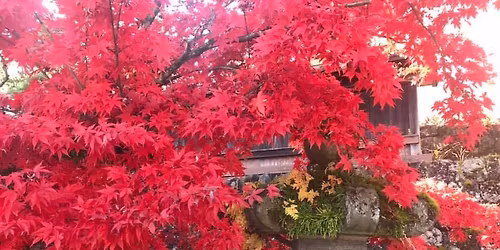 Byakkokan Annual Course 