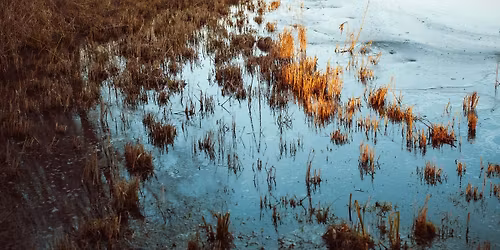 True Sedge Workshop: A Weeklong Dive into the Genus Carex