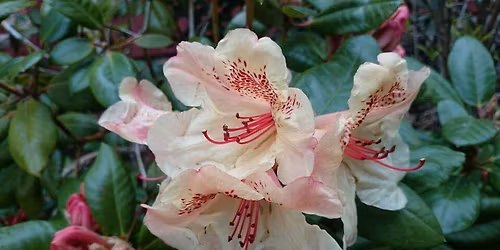 Seminar Hagehelga 2026