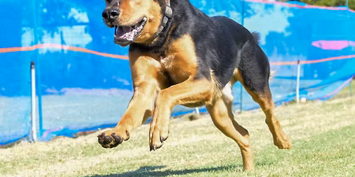 Bark and Harvest Fest 5D FastCAT