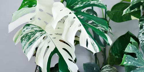 Talk Dirt to Me: Plant Swap & Seasonal Clearance Event