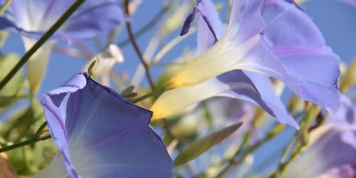 Ανθοϊάματα για Νέα Ξεκινήματα 