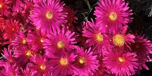 Summer Solstice Meditation and Sound Healing