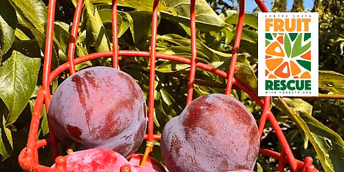 Fruit Rescue - Walnut Creek Area