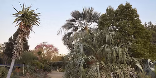 (Webinar) \u2013 Dry Garden Botany Series \u2013 Arecaceae (Palms) and Cycads