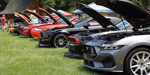 Mustangs in the Valley