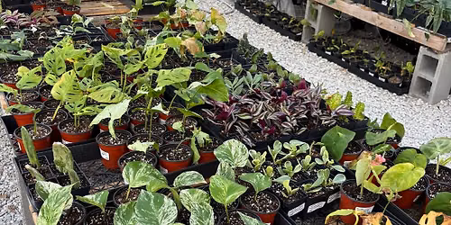 Propagating to Transplanting Class 2\/Part 2~ (2part Class)