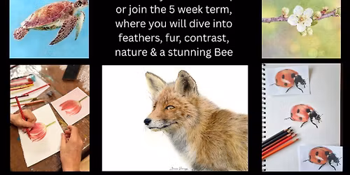 Coloured Pencil Course