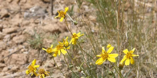 Wildflower Walk