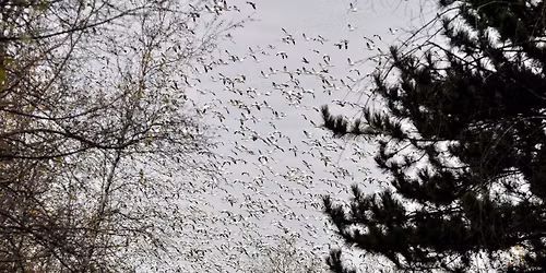 Burrough\u2019s Falls trail birding with Gary