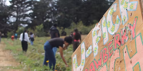 Berry u-pick at the UCSC Farm