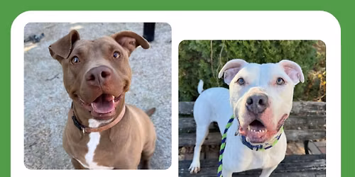 Freshpet Fresh Starts Adoption Event