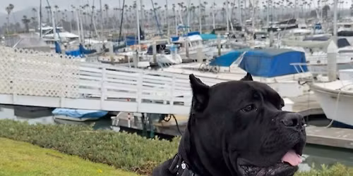  Cane Corso Meetup\u00ae \u2013 Santa Barbara, California