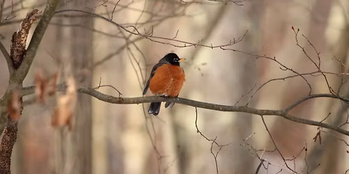 Let\u2019s Bird Butler! Bird Walk at Jennings
