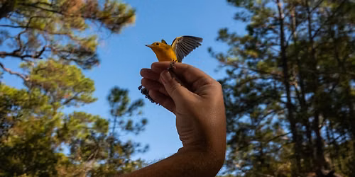 Fall Fort Morgan Bird Banding