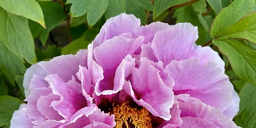 Cape May Garden Tour & Flower Show