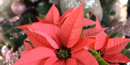 11th Annual Pink Poinsettia Days in Bloom Event!