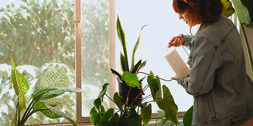 Help! Why Do I K*ll My Houseplants?