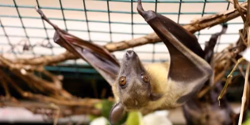 Incredible Bats