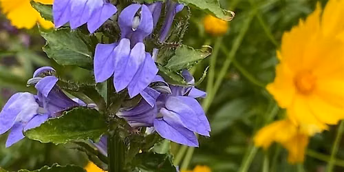 Pollinator Week: Guided Walk