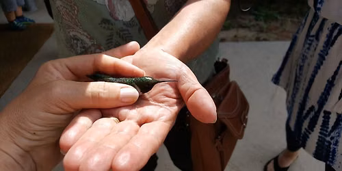 Hummingbird Banding