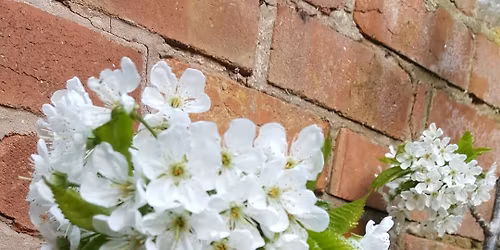 Community Spring Celebration 2026 in Clarendon Park