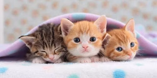 Kitten Chaos