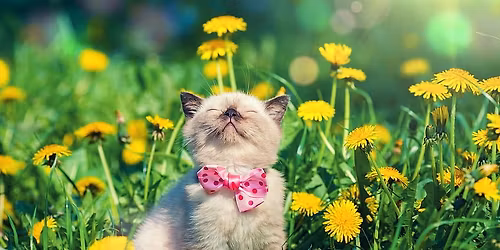 \ud83c\udf38\ud83d\udc3e May Meowers Adoption & Donation Event! \ud83d\udc3e\ud83c\udf38