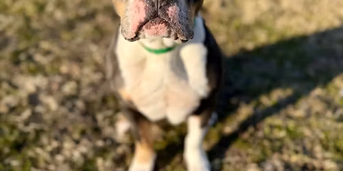 Hop over to Petsmart to meet our adoptable pups!