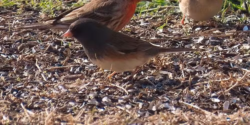 1st Saturday Bird Walk