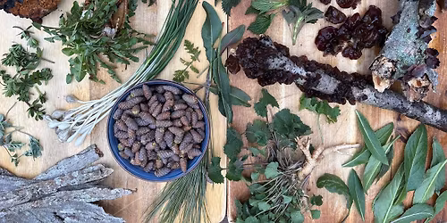 Early Spring Foraging Class