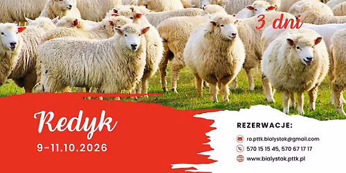 Redyk \ud83d\udc11\ud83d\udc11\ud83d\udc11