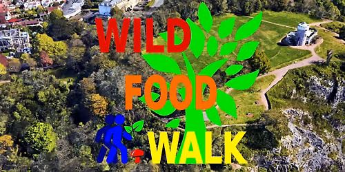 September Avon Gorge (Bristol) Wild Food Foraging\/ Forager Walk.