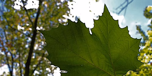 Beginner Tree ID Hike