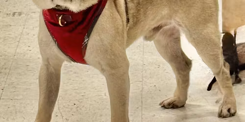 PetSmart meet and greet adoption event