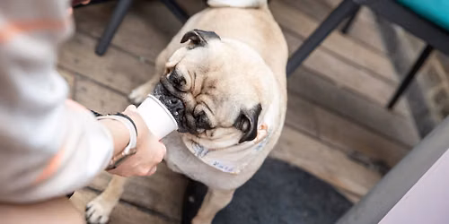 PUG CAFE - NEWCASTLE