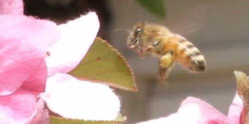 \ud83c\udf6f Holiday Potluck & Santa Cruz Honey Tasting - Beekeepers Guild Annual Celebration