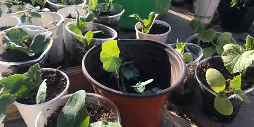 Plant Sale