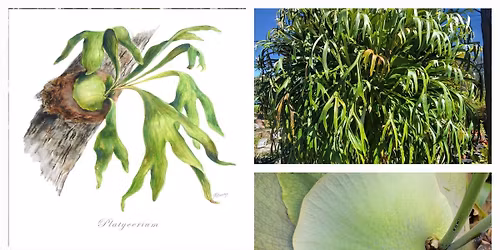 POWAY:  Staghorn Fern- Care, culture, and Mounting with James and Evan