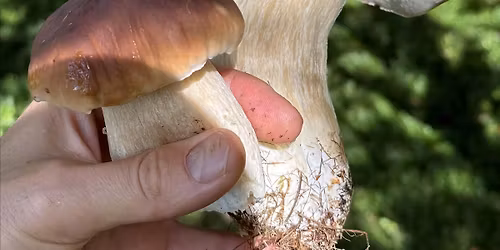 Foraging Course, Sheffield