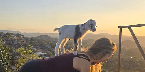 Baby Goat Yoga