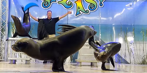Sea Lion Splash Show