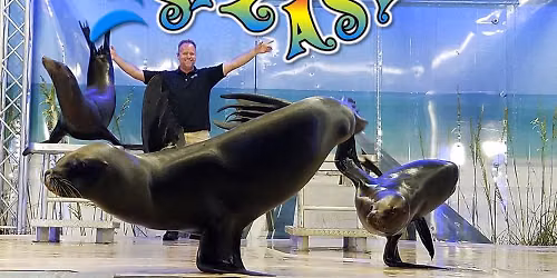 Sea Lion Splash Show